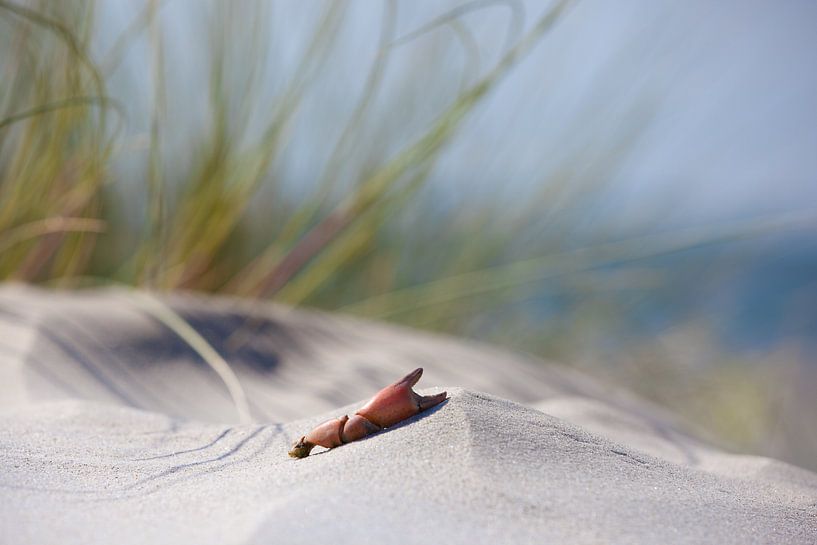 crab sticks IV by Leo van Valkenburg