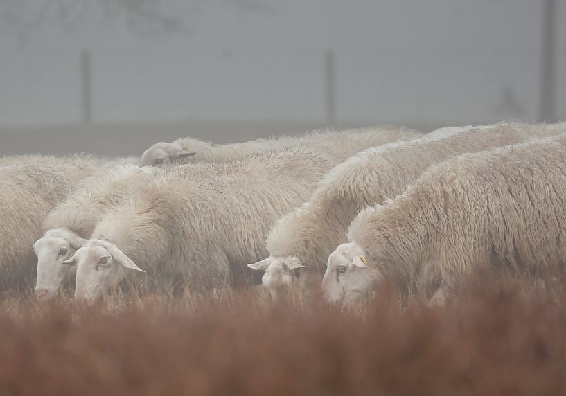 Moutons du troupeau d'Édouard aux Pays-Bas par Eric Wander