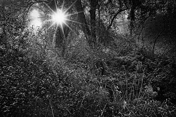 La nature sauvage à Roodborn sur Rob Boon