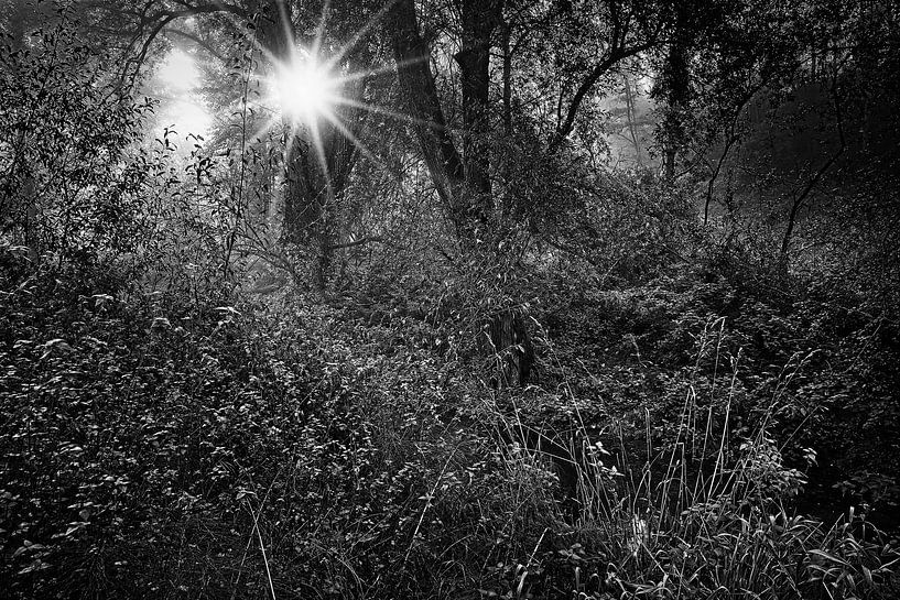 Wilderness in Roodborn by Rob Boon