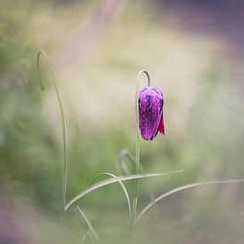 Purple Spring by Henk Meeuwes