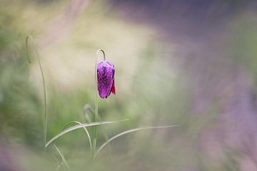 Violetter Frühling von Henk Meeuwes