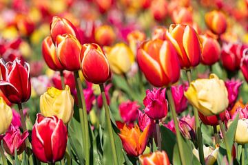 gekleurde tulpen van Hélène Wiesenhaan