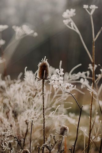 Macrophoto - Glace sur chardon