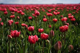pink tulips by peter meier