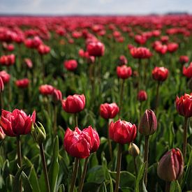 tulipes roses sur peter meier