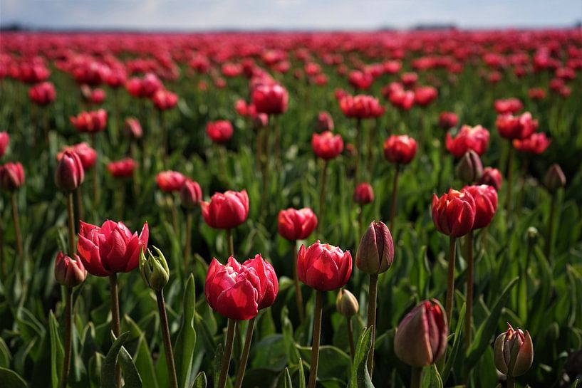 tulipes roses par peter meier