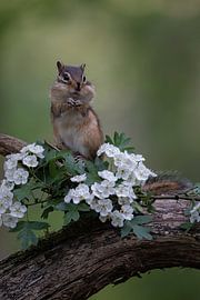 Syberisches Erdhörnchen von Freddy Van den Buijs