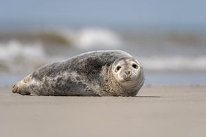 Zeehond van Willem Hoogsteen