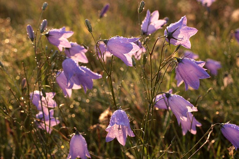 Glockenblumen im Morgentau by Christian Müringer