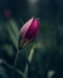 Tulpe von Charlotte Ipenburg