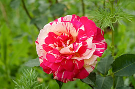Eine rot-weiß gestreifte Rosenblüte in einem grünen Garten von Milcho Milev
