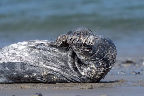 Zeehond ..... ziet het niet meer zitten... kiekeboe