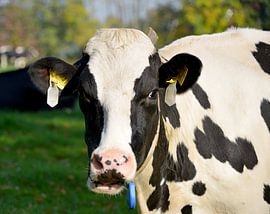 zwartbonte koe by ChrisWillemsen