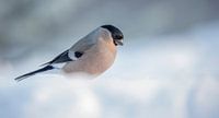 Goudvink / Bullfinch