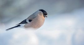 Goudvink / Bullfinch von Pascal De Munck