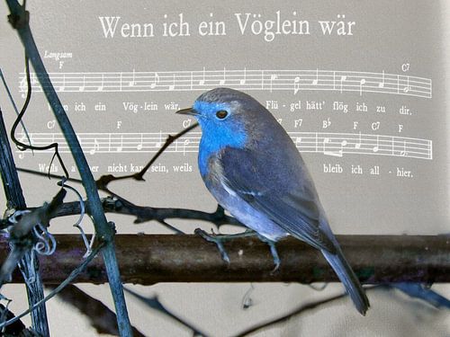Si je devais un oiseau....