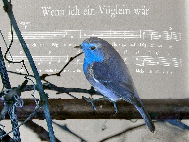 If i were a bird by Christine Nöhmeier