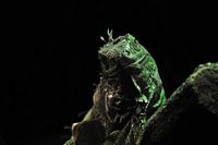 Lizard