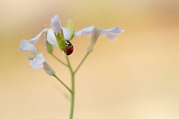 Ladybird on white flower