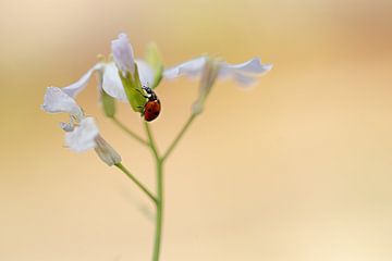 Lieveheersbeestje op witte bloem van Jett Fotografie