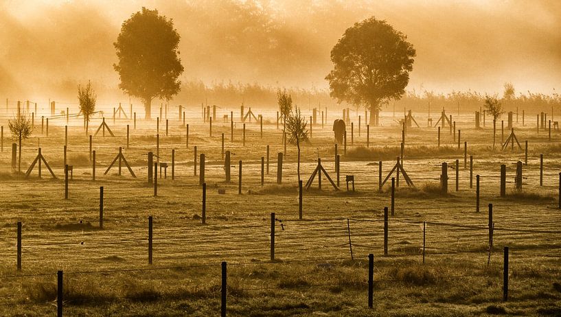 Wiese früh am Morgen von Bert Bouwmeester