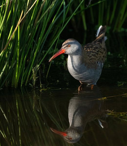 The mysterious water rail leaves its safe hiding place for a moment and allows itself to be admired. by Zeno Swijtink