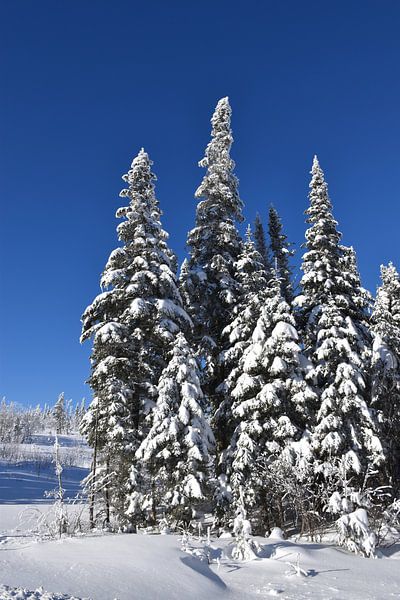 Frosted trees after storm by Claude Laprise