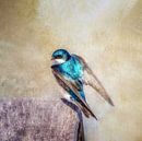Barn Swallow (square) by Gitta Reiszner thumbnail
