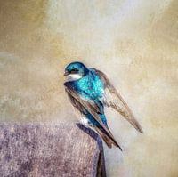 Barn Swallow (square)
