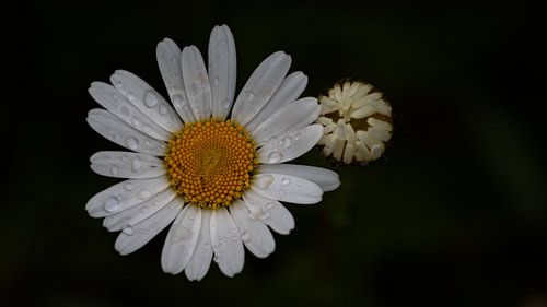Une petite marguerite, silencieuse après la pluie