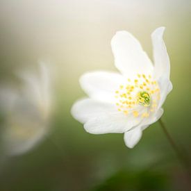 Wood anemone in the soft morning light by Bianca de Haan