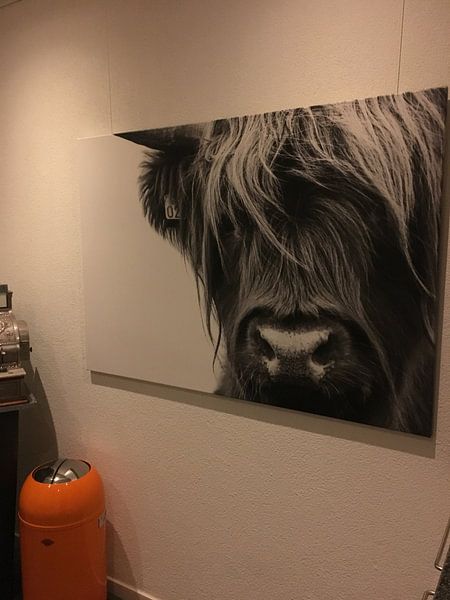 Customer photo: Portrait Scottish Highlander black and white by Sandra van Kampen, on canvas