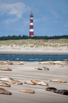 Sandbank with seals on the mudflats at the Amelandergat by Dennis Wierenga