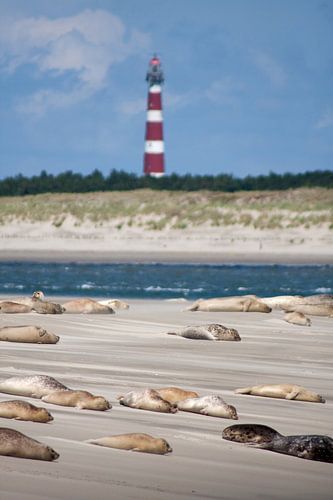 Sandbank with seals on the mudflats at the Amelandergat