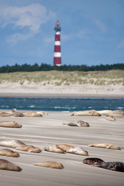 Zandbank met zeehonden op het wad bij het Amelandergat van Dennis Wierenga