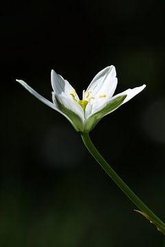 Bosanemoon in het park.1 van Daniëlle Eibrink Jansen