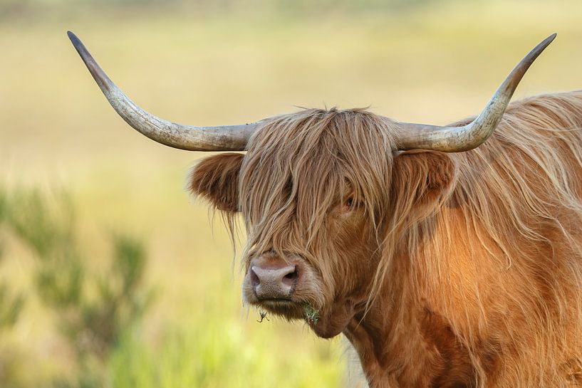 Schotse Hooglander van Menno Schaefer