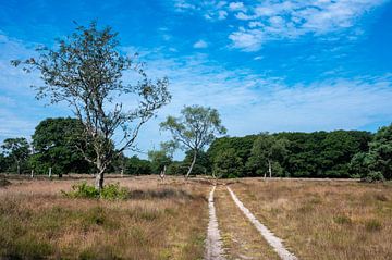Heather and trees against blue sky at the Veluwe national park by Werner Lerooy