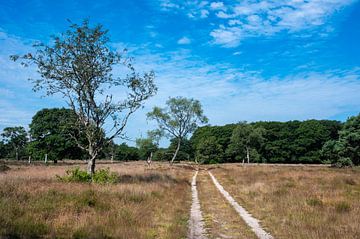 Heather and trees against blue sky at the Veluwe national park van Werner Lerooy