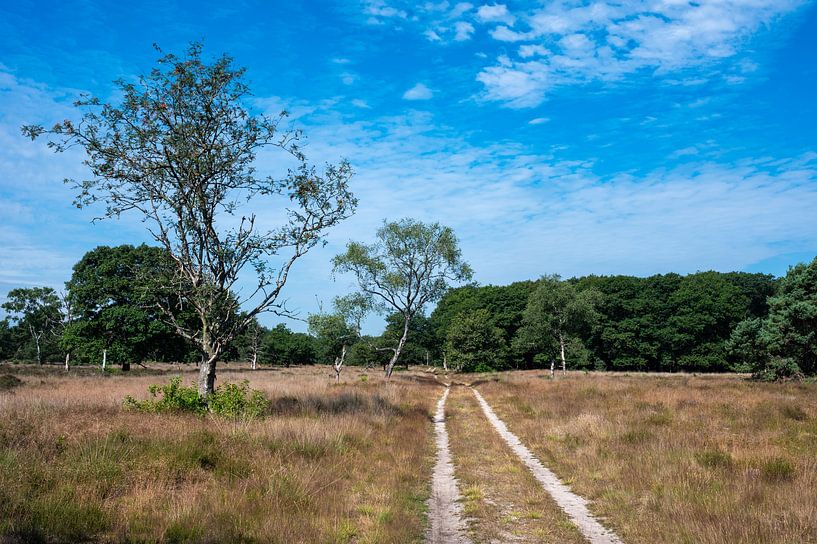 Heather and trees against blue sky at the Veluwe national park by Werner Lerooy