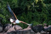 Osprey in flight