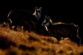 Zwei junge Gämse von Sam Mannaerts