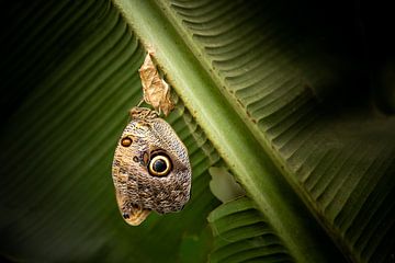 Owl Butterfly by Miranda van Assema