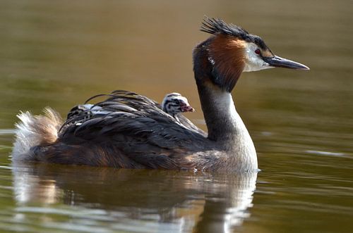 Crested grebe with young on the lookout