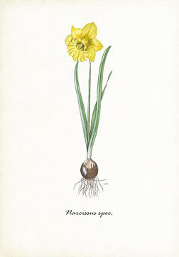 Narcis van Jasper de Ruiter