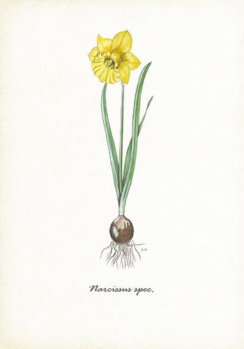 Narcissus