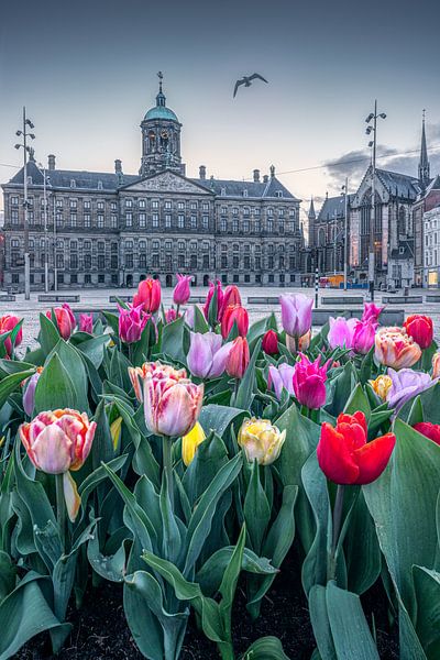 Tulips at Dam Square by Etem Uyar