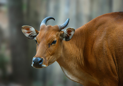 Portret van een wilde bantengstier | Natuurwanddecoratie