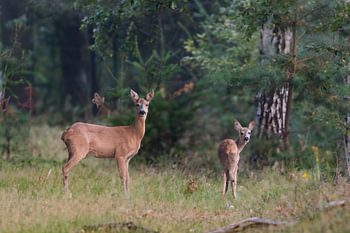 Mother deer and daughter on the trail